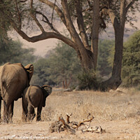 Buy canvas prints of Desert Elephants in Namibia by Dirk Rüter