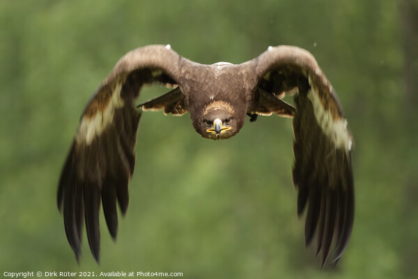 Golden Eagle (Aquila chrysaetos) Picture Board by Dirk Rüter