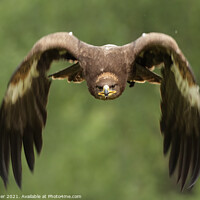 Buy canvas prints of Golden Eagle (Aquila chrysaetos) by Dirk Rüter