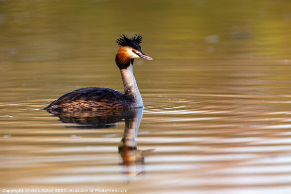 Great crested grebe (Podiceps cristatus) Picture Board by Dirk Rüter