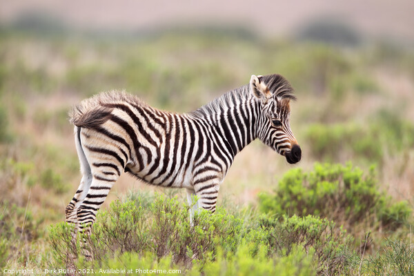 Plains Zebra (Equus quagga) Picture Board by Dirk Rüter