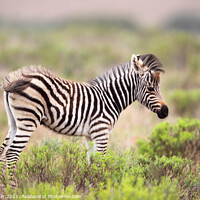 Buy canvas prints of Plains Zebra (Equus quagga) by Dirk Rüter