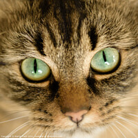 Buy canvas prints of The eyes have it- Cat face close up by Martin Tosh