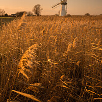 Buy canvas prints of Broadland glow. Thurne Mill by Martin Tosh