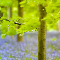 Buy canvas prints of Fresh. Beech trees and oof bluebells, Blickling by Martin Tosh