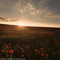 Buy canvas prints of 'Red setter' Sunset over Norfolk poppy field by Martin Tosh