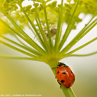 Buy canvas prints of Into the lair. ladybird on fennel stem by Martin Tosh