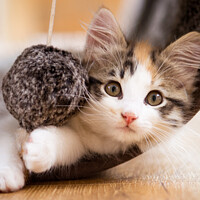 Buy canvas prints of Kitten close up, with eye contact by Martin Tosh