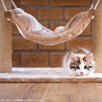 Buy canvas prints of Calico kitten under cat hammock by Martin Tosh