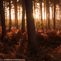 Buy canvas prints of Thetford Forest i by Martin Tosh