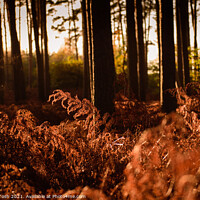 Buy canvas prints of Sunrise through pines and bracken by Martin Tosh