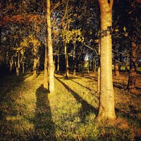Buy canvas prints of Enchanting Autumn Forest Sunset by Chris Mc Manus