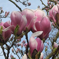 Buy canvas prints of Pink Magnolia by Christine Birch