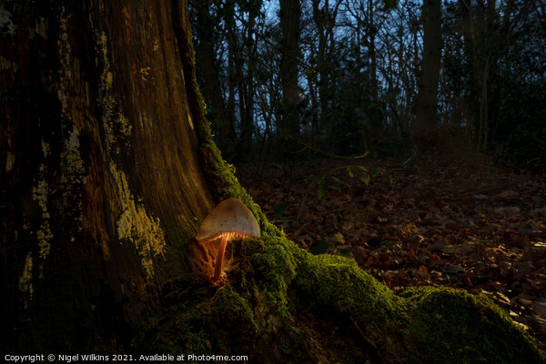 Glowing Mushroom Framed Mounted Print by Nigel Wilkins
