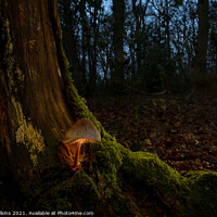 Buy canvas prints of Glowing Mushroom by Nigel Wilkins