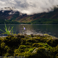 Buy canvas prints of Harebell at Derwent Water by Nigel Wilkins
