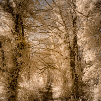 Buy canvas prints of A Path Through the Trees by Nigel Wilkins