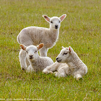 Buy canvas prints of Spring Lambs by Nigel Wilkins