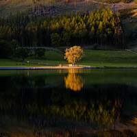 Buy canvas prints of Tree Reflection Buttermere by Nigel Wilkins