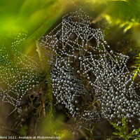Buy canvas prints of Spider's Web by Nigel Wilkins