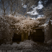 Buy canvas prints of Reclaimed by Nature by Nigel Wilkins
