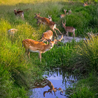 Buy canvas prints of Fallow Deer by Nigel Wilkins