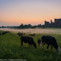 Buy canvas prints of Cattle Grazing at Kenilworth Castle by Nigel Wilkins