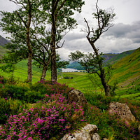 Buy canvas prints of Natural Flora, Lake District by Nigel Wilkins