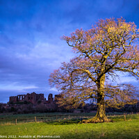 Buy canvas prints of Oak Tree, Kenilworth Castle by Nigel Wilkins