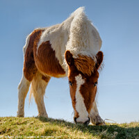 Buy canvas prints of Dartmoor Pony by Nigel Wilkins