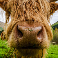 Buy canvas prints of Highland Coo by Nigel Wilkins