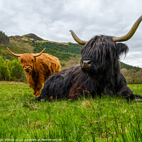 Buy canvas prints of Highland Cows by Nigel Wilkins