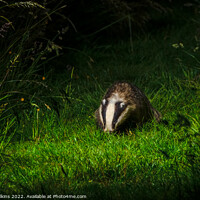 Buy canvas prints of Badger by Nigel Wilkins