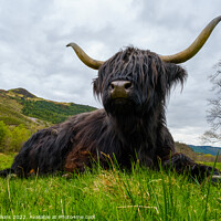 Buy canvas prints of Highland Coo by Nigel Wilkins