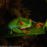 Buy canvas prints of Red-Eyed Tree Frog by Nigel Wilkins