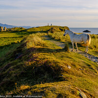 Buy canvas prints of Wild Pony, Anglesey by Nigel Wilkins