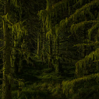 Buy canvas prints of Moss covered trees at night by Nigel Wilkins