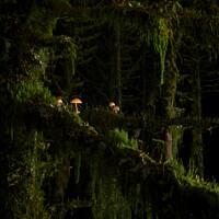 Buy canvas prints of Mushrooms Growing on Trees - Whinlatter Forest by Nigel Wilkins