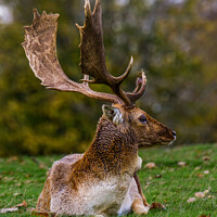 Buy canvas prints of Fallow Deer Buck by Nigel Wilkins