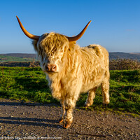Buy canvas prints of Highland Cow by Nigel Wilkins