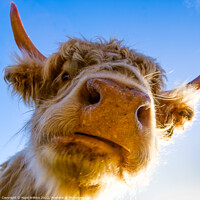Buy canvas prints of Highland Cow Closeup by Nigel Wilkins