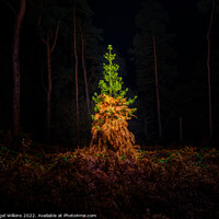 Buy canvas prints of Nature's Christmas Tree by Nigel Wilkins