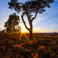 Buy canvas prints of Cannock Chase Sunset by Nigel Wilkins