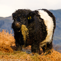 Buy canvas prints of Chubby Cow With Attitude by Nigel Wilkins