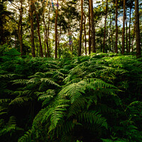 Buy canvas prints of Ferns in the late afternoon Sunshine by Nigel Wilkins