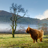 Buy canvas prints of Highland Cow, Scottish Highlands by Nigel Wilkins