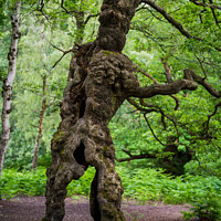 Groot