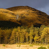 Buy canvas prints of Sunlit Pine Forest by Nigel Wilkins