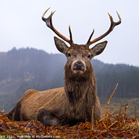 Buy canvas prints of Red Deer Stag, Scottish Highlands by Nigel Wilkins