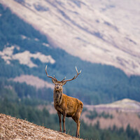 Buy canvas prints of Red Deer Stag by Nigel Wilkins